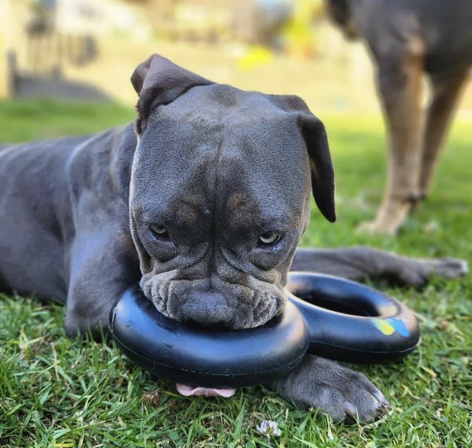 Goughnuts Dog Toys
