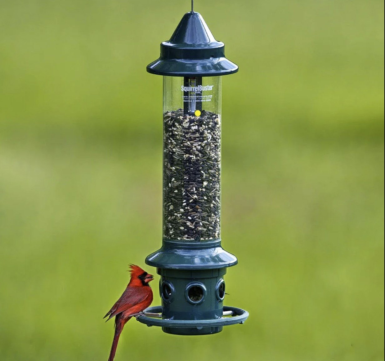 Squirrel Buster Plus Squirrel-Proof Bird Feeder